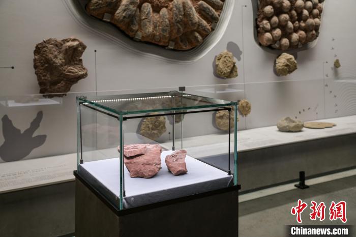 “英贝贝”鸭嘴龙胚胎化石收藏于福建省英良石材自然历史博物馆。　英良石材自然历史博物馆供图