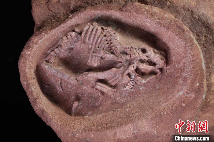 中国发现迄今为止科学记录最完整鸭嘴龙胚胎化石