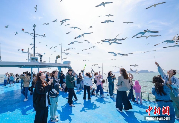 在山东省荣成市海驴岛海域，游客们登上游艇，喂食黑尾鸥。李信君 摄