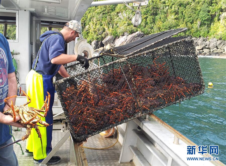 （国际）（2）新西兰龙虾出口商瞄准中国线上市场